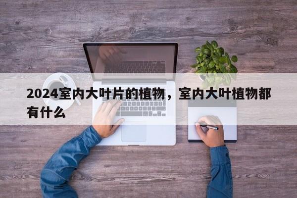 2024室内大叶片的植物，室内大叶植物都有什么