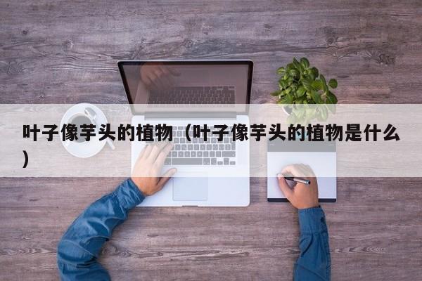 叶子像芋头的植物（叶子像芋头的植物是什么）