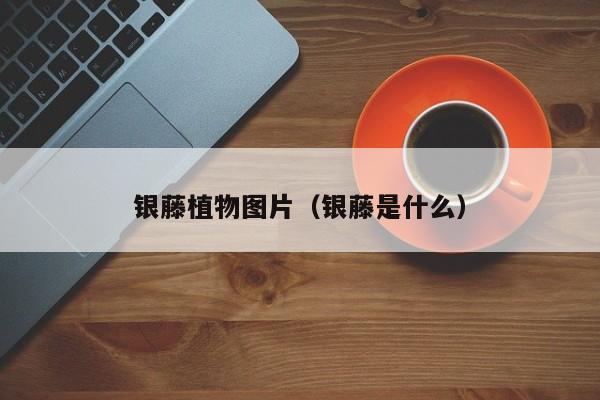 银藤植物图片（银藤是什么）